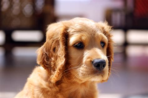 cocker spaniel retriever