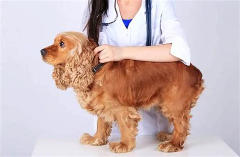 cocker spaniel shedding level