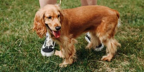 cocker spaniel size fully grown