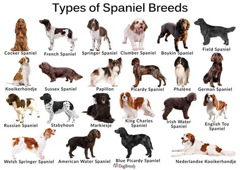 cocker spaniel varieties