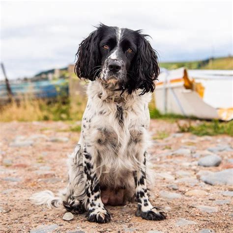 cocker springer mix