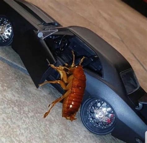 Roach Getting In Car Meme A New Meme XperimentalHamid