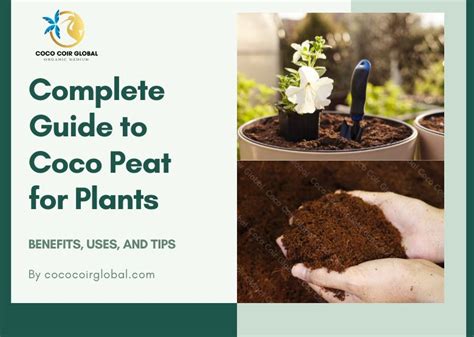 Coco Peat How To Use