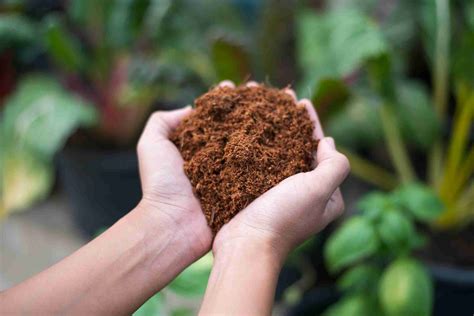 coco soil mix for cannabis