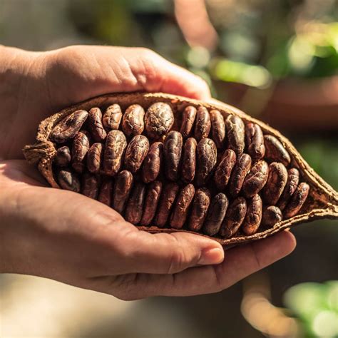 cocoa beans Colombia