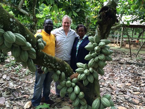 cocoa farming in nigeria