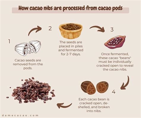 Cocoa Nibs Side Effects