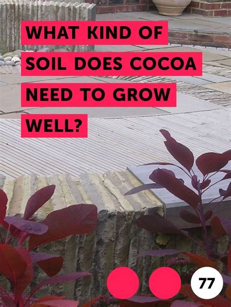Cocoa Nuts Grow In Which Type Of Soil