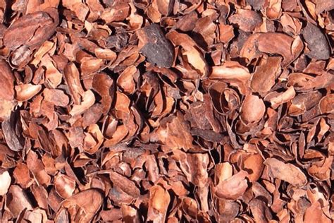 Cocoa Shells Definition
