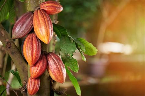 Cocoa Tree Definition