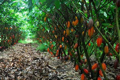 Cocoa Tree Production