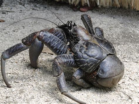 Coconut Crab Length