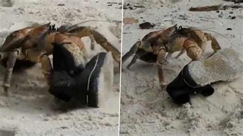 Coconut Crabs Stealing