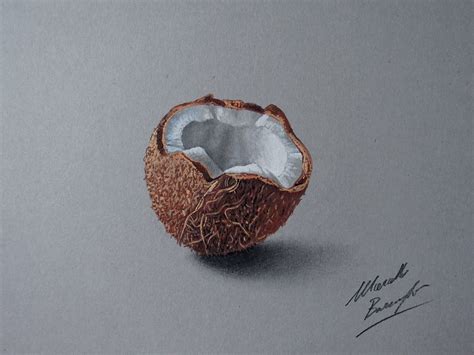 Coconut Drawing Realistic