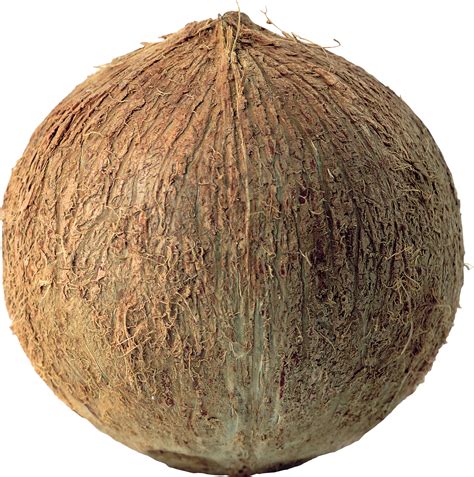 Coconut Nut Download