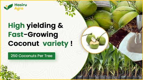 Coconut Nuts Per Tree