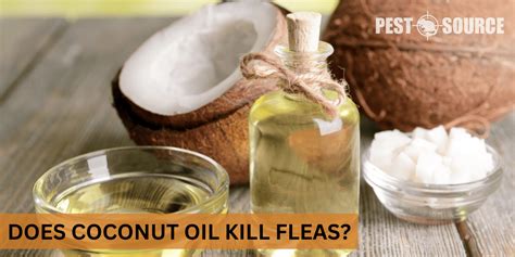 Coconut Oil For Flea Control