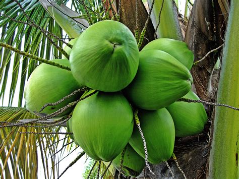 Coconuts And Plant