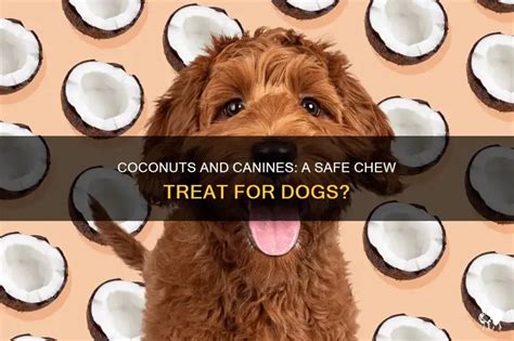Coconuts For Dogs To Chew