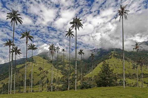 From Salento to Cocora Valley: A Shared Tour Review