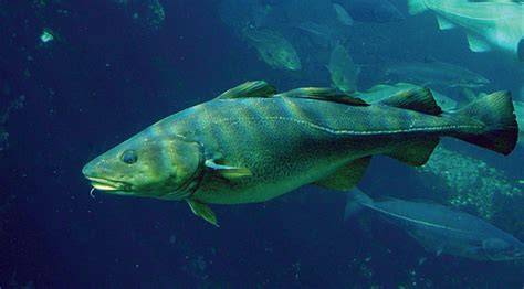 Cod Fish