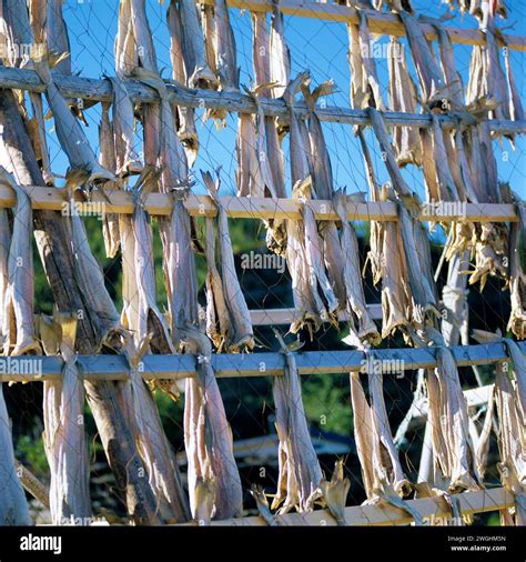 cod fish drying background