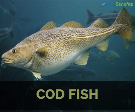 Cod fish healthy benefit