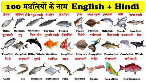 Education and Career in India Marathi English names for fish Maasa