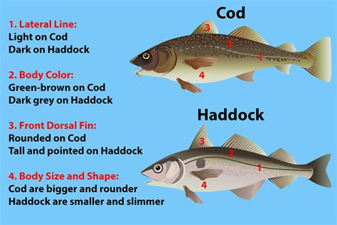 Cod Vs Haddock Worms