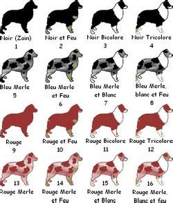 Résultat de recherche d'images pour "langage du chien" Langage