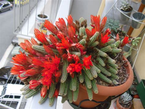 Cool Code Di Topo Fiori Update