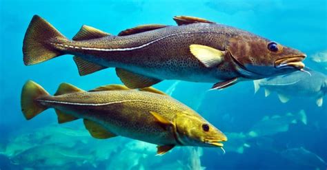 Physical Characteristics of Cod Fish