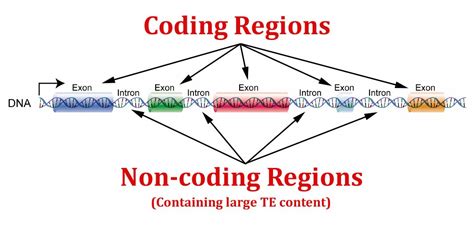 coding sequence of dna is called