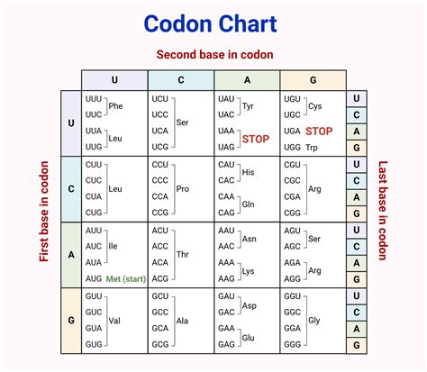 Codon Chart Explanation