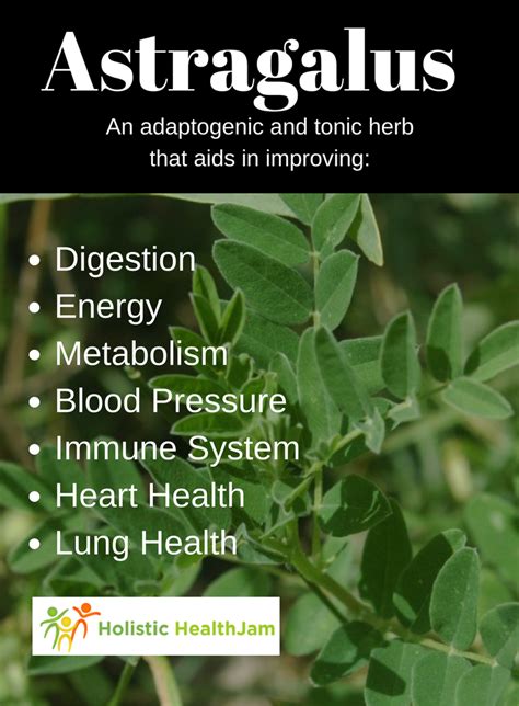 Codonopsis And Astragalus Side Effects