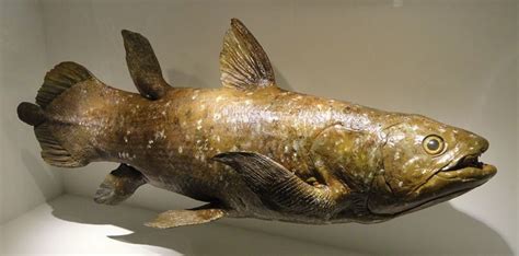 coelacanth fish found