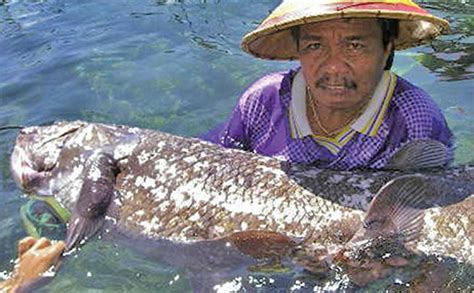 coelacanth meat