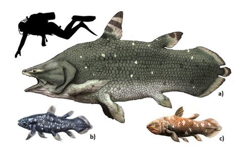 coelacanth size comparison