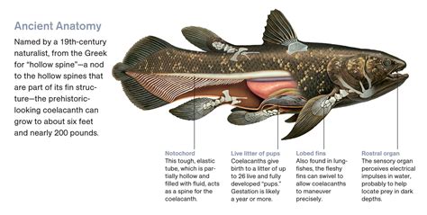 coelacanthiformes diet