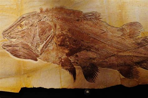 coelacanths fossil