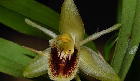 Coelogyne ovalis orchid plant care and culture Travaldo