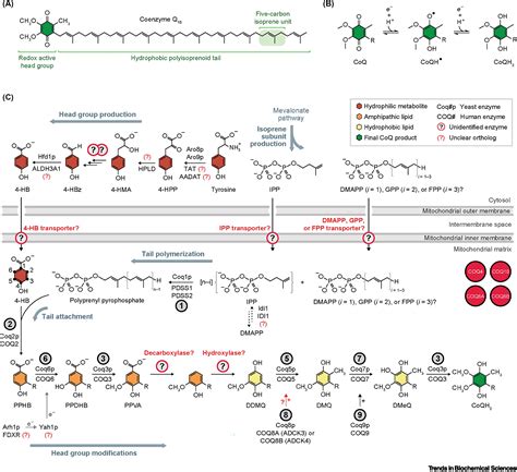 coenzyme q biochemistry and biosynthesis