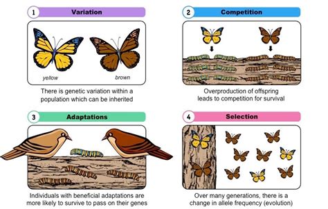 coevolution biology definition quizlet