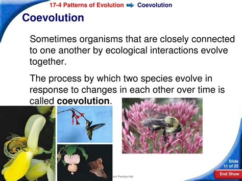 coevolutionary coupling