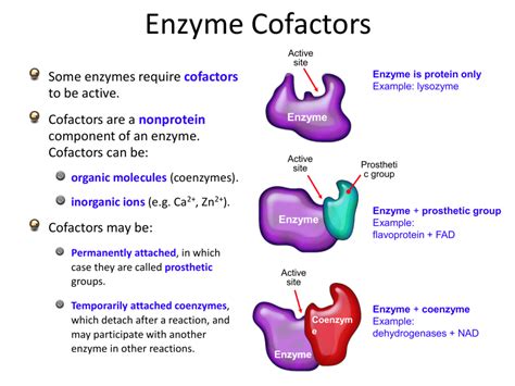 cofactor and coenzyme definition