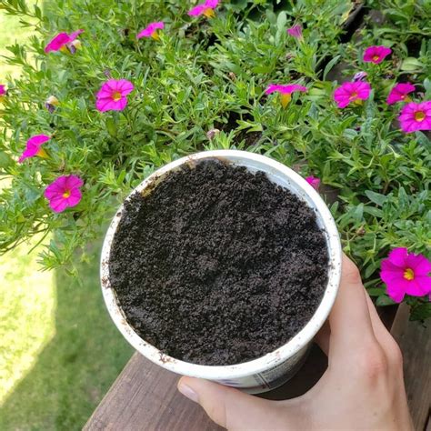 10 Interesting Ways To Use Coffee Grounds In The Garden Uses for