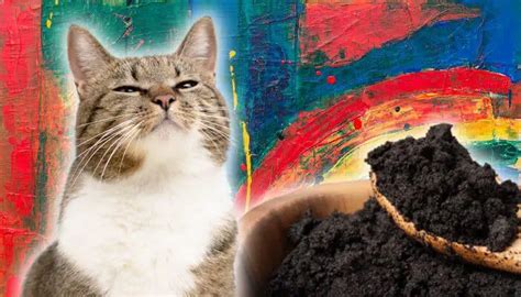 Do Coffee Grounds Deter Cats? Pests Banned
