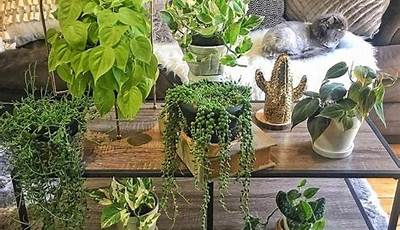 Coffee Table Plants Ideas