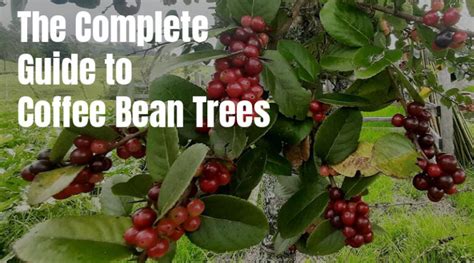 Coffee Beans Tree Name