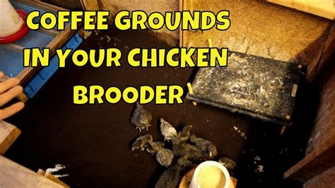 coffee bedding for chickens